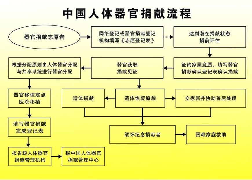器官捐献流程.jpg