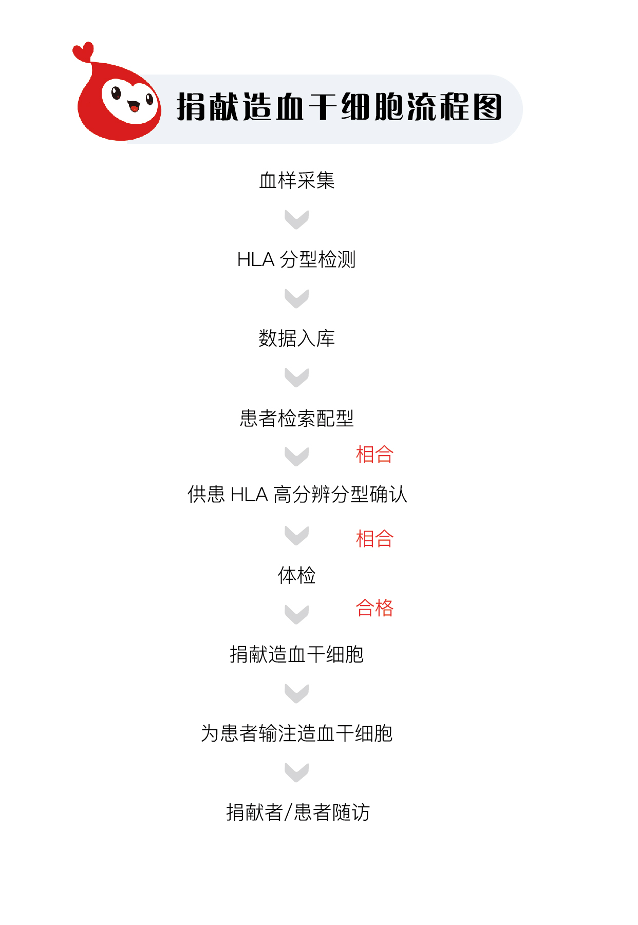 捐献造血干细胞流程